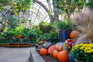 Photo Pumpkin display